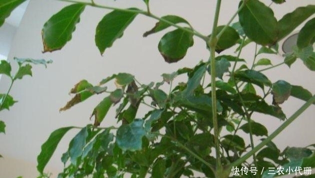 粗枝大叶|幸福树这样养, 粗枝大叶, 四季绿油油!