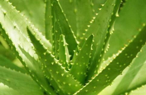 番石榴|女性都爱美,平时吃的食物,预防早衰,促进消化,肌肤细腻