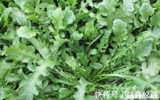 山野处|肝脏不好的人记得多吃这些蔬菜,帮你排出肝脏毒素,保护好肝脏