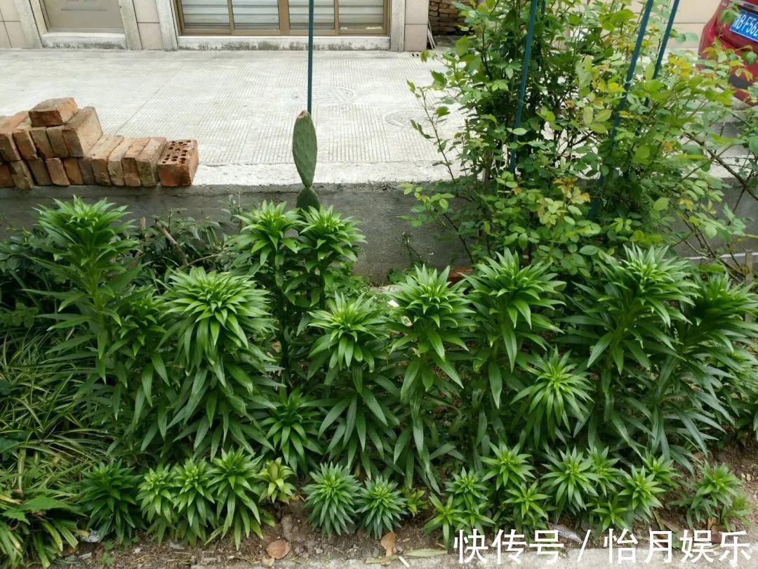 花也能成精,养成巨无霸,一次开花50朵,比小孩还高!