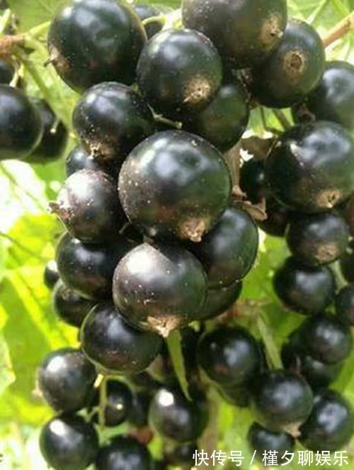 手脚冰凉|女性晚上当零食吃,坚持半月,色斑淡了,皱纹没了,远离手脚冰凉