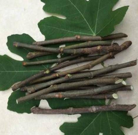 花卉|扦插花卉不用土壤,用上此“材料”,10天生根发芽,白根往外冒