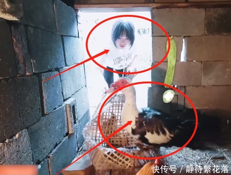 李雪琴 《向往》下期看点十足,李雪琴生猛抓鸡干活利索,李诞却累到虚脱