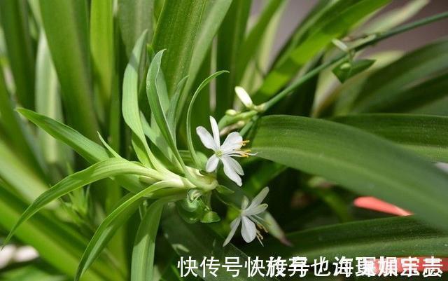 阳台上|7种“有益花”，养在家里身体好，清新空气病菌少，你家还没养