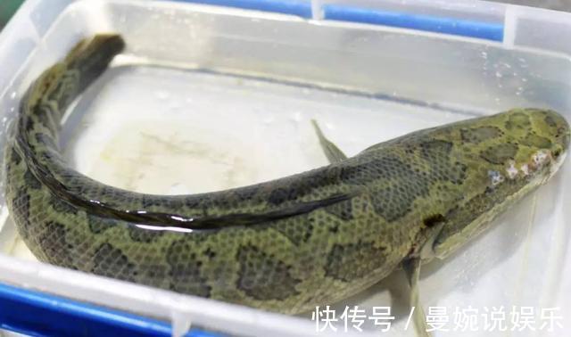 黑鱼5种最好吃的做法，每种都简单美味，看看你喜欢吃哪种