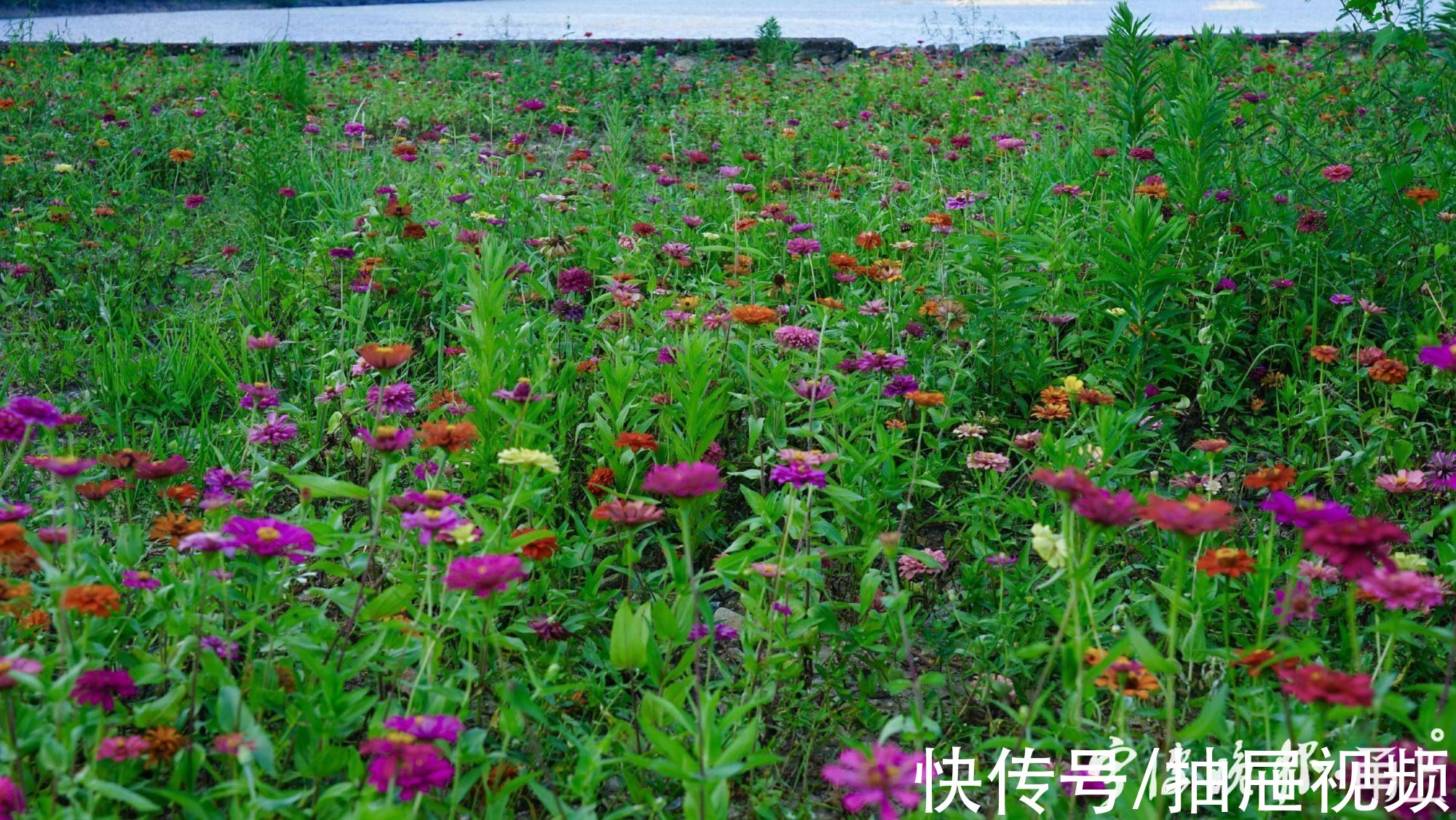 万工轿|粗犷荒地“变身”精致花海！到宁波这里赏花“送”稀缺湖景