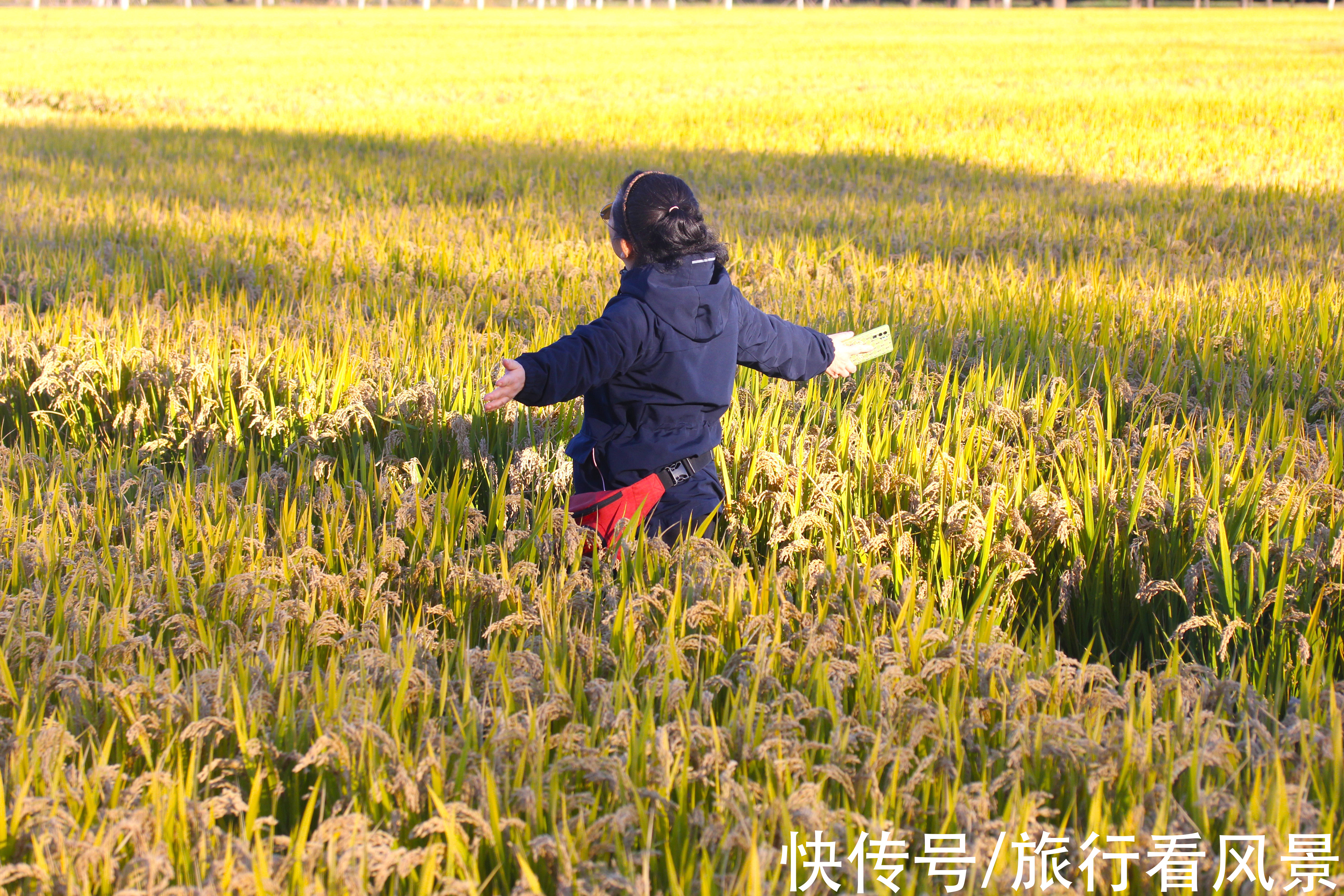 停车场|北京秋日好风光，千亩稻田等您打卡，门票停车都免费