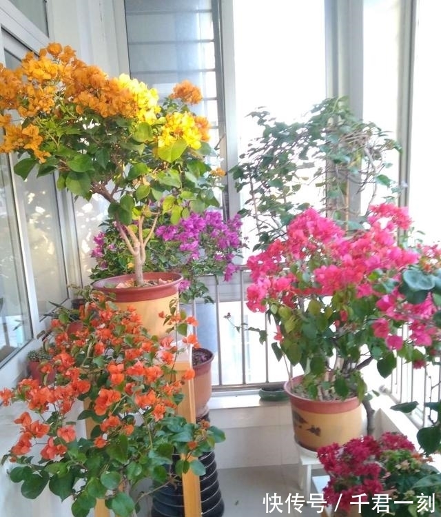 这6种小药片都能养花,消毒杀菌促生根样样行,过期了也能用