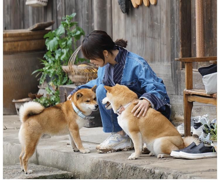 同期 《向往5》邀请陈赫与李诞录同期节目,赢了话题度,但却输了口碑