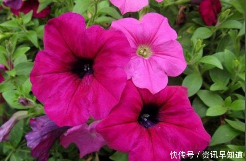 喜欢玫瑰,不如养盆“高档玫瑰”汤姆奥桑特,深樱桃红色,水果香