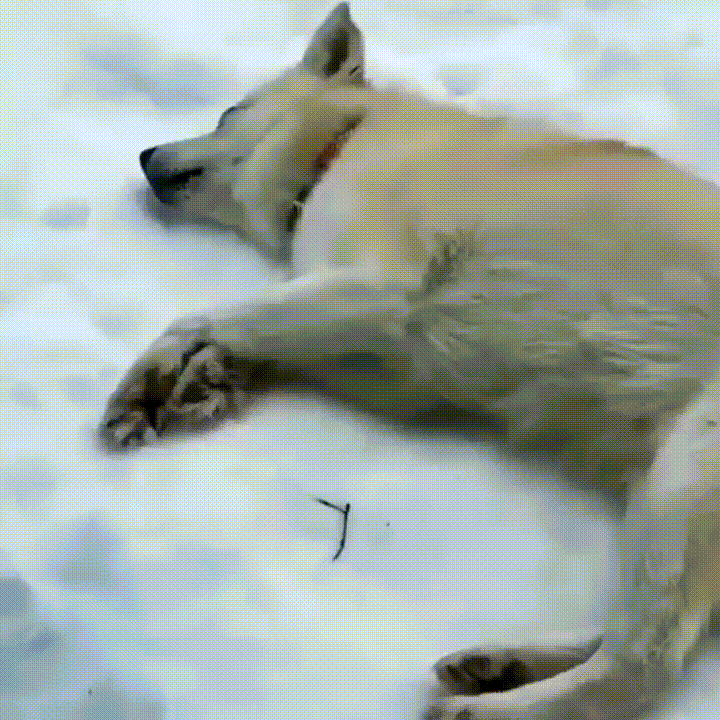 |搞笑GIF:这个女人居然不珍惜我,我美丽头顶居然用来放瓜子壳!