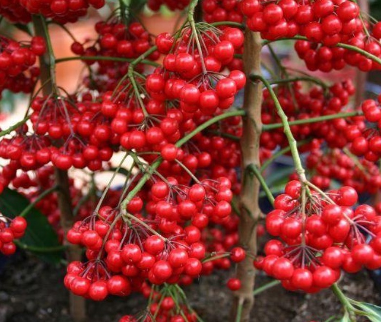 此款花卉便宜又好养,人养花,花也养人,越养家里越干净!