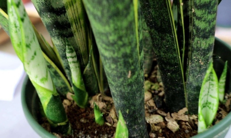 养殖虎皮兰,落实好“2多2少1勤”,叶子挺直,侧芽呼呼窜爆盆