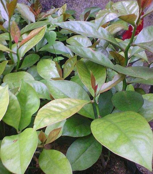 用它嫁接蟹爪兰真是太好了,易操作生长快,当年开花,两年爆满