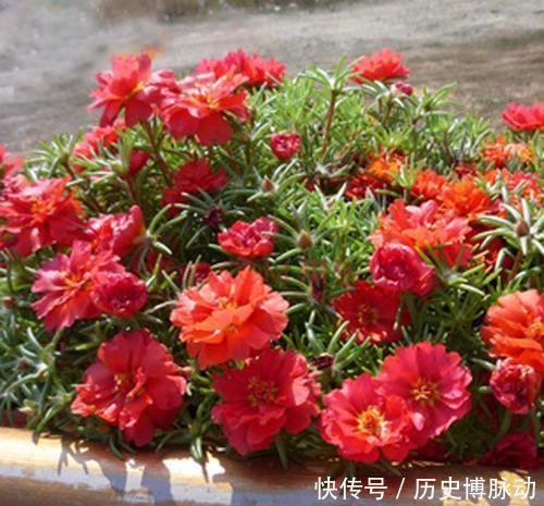 家门口别空着,种上4种花,开出一片花海,芳香四溢!