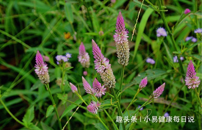野鸡冠花|路边无人问津的野草,清肝明目,头不昏了,眼不花了,你认识吗