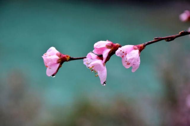 花开三月 不负春光