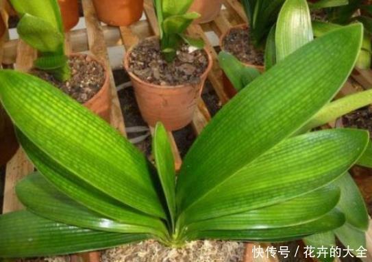 不宜|冬季君子兰入室,“3个位置”不宜摆放,容易黄叶不开花,切记!