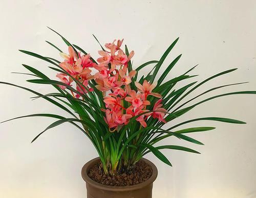 它是兰花中的“香祖”,红杆红花,一开就是20朵,每年可开花3次