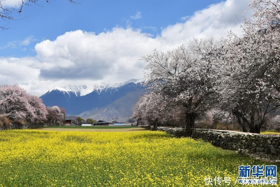 桃花节|“桃花谷”谋“桃花财”——西藏林芝发展桃花经济致富见闻