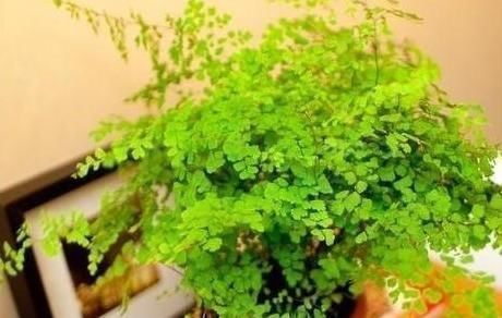 阳台上|6种耐阴花,养了“不上当”,室内百搭盆栽,摆在角落也爆盆