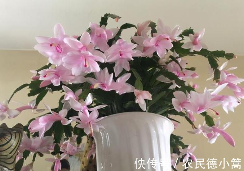 3种花生长进入快车道,赶紧喂点大补肥,快速分化花芽开花多