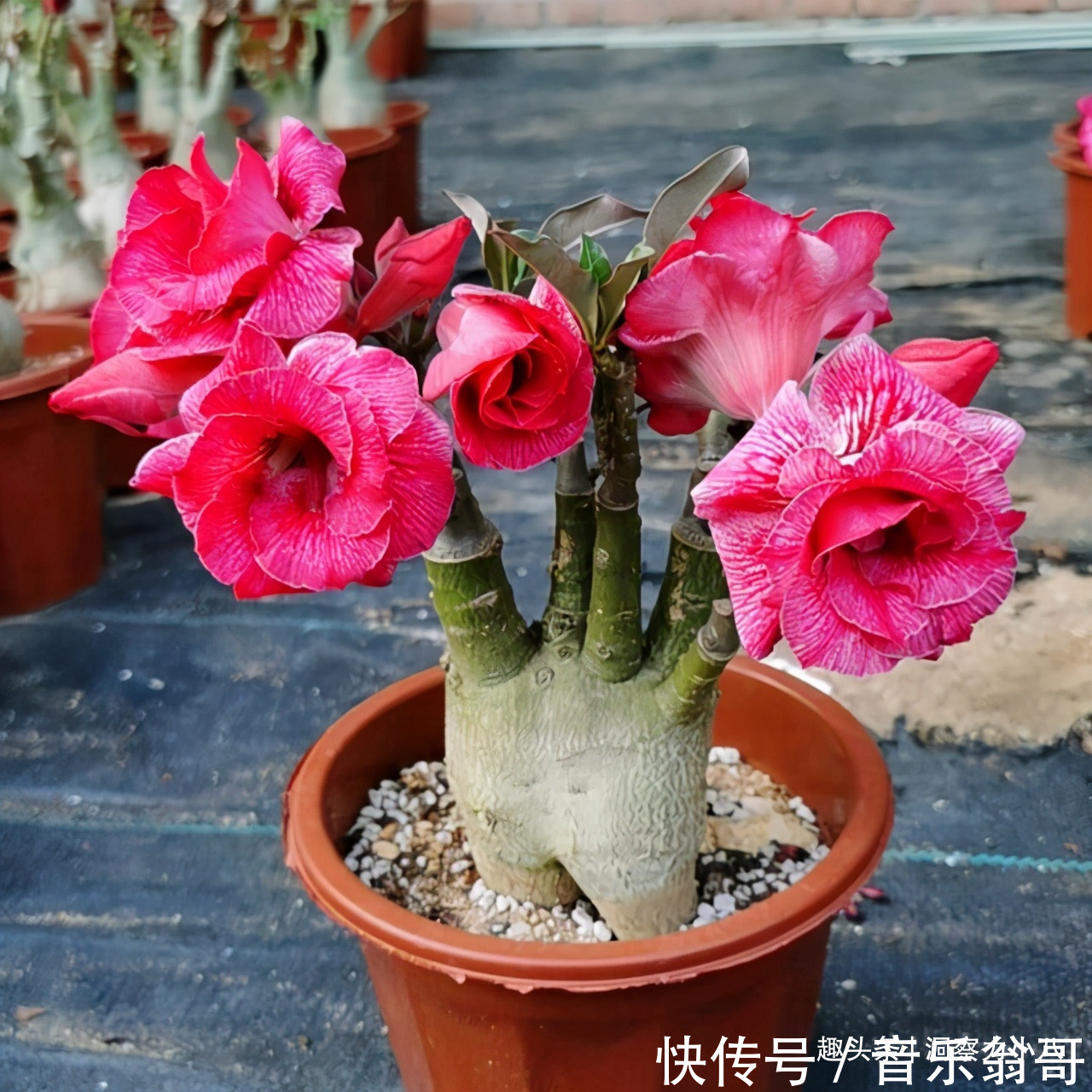 沙漠玫瑰发芽慢 三动作 唤醒它 催出一圈苞 绽放层叠群花 粉紫色 沙漠玫瑰发芽慢 三动作 唤醒它 催出一圈苞 绽放层叠群花 粉紫色