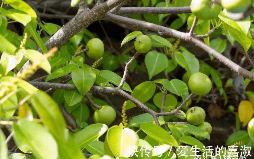 金皮树|认识植物界的“六大毒树”,看到“绕道走”,涨知识不吃亏