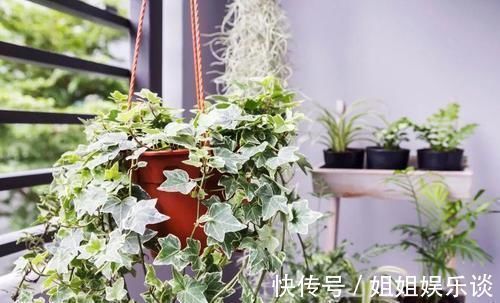 浇水|17种适合生长在弱光处的室内植物,可以摆放在家里的任何角落