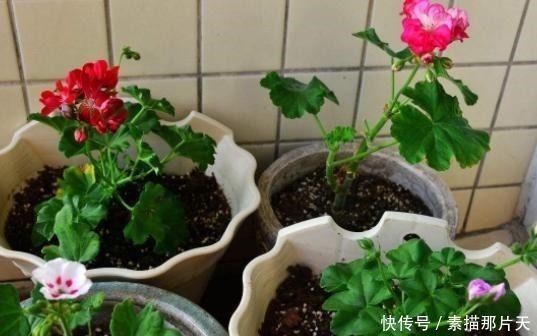 家中有“它们”不要扔,将它们一处理,养花再不缺化肥、花土了