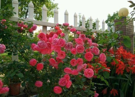 新手养花,不如养盆花中精品“一枝浓艳”,娇红嫩绿,灿烂优雅