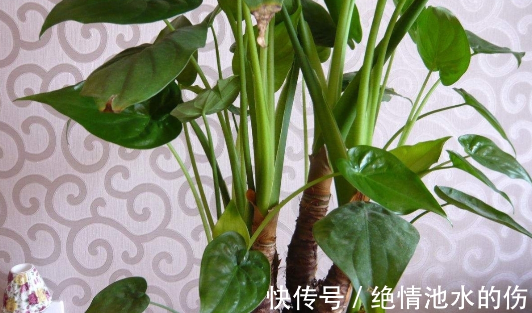 滴水观音|吃了一锅妈妈热气腾腾汤,然后一家整整齐齐去了医院....