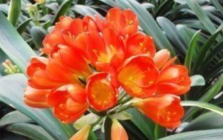 最厉害的养花营养液给花喝一勺,啥花都喜欢,花开满枝条