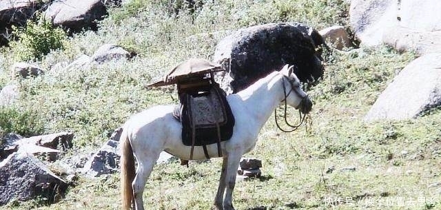 原文|《西游记》白龙马为什么不能说话? 原文给出了答案