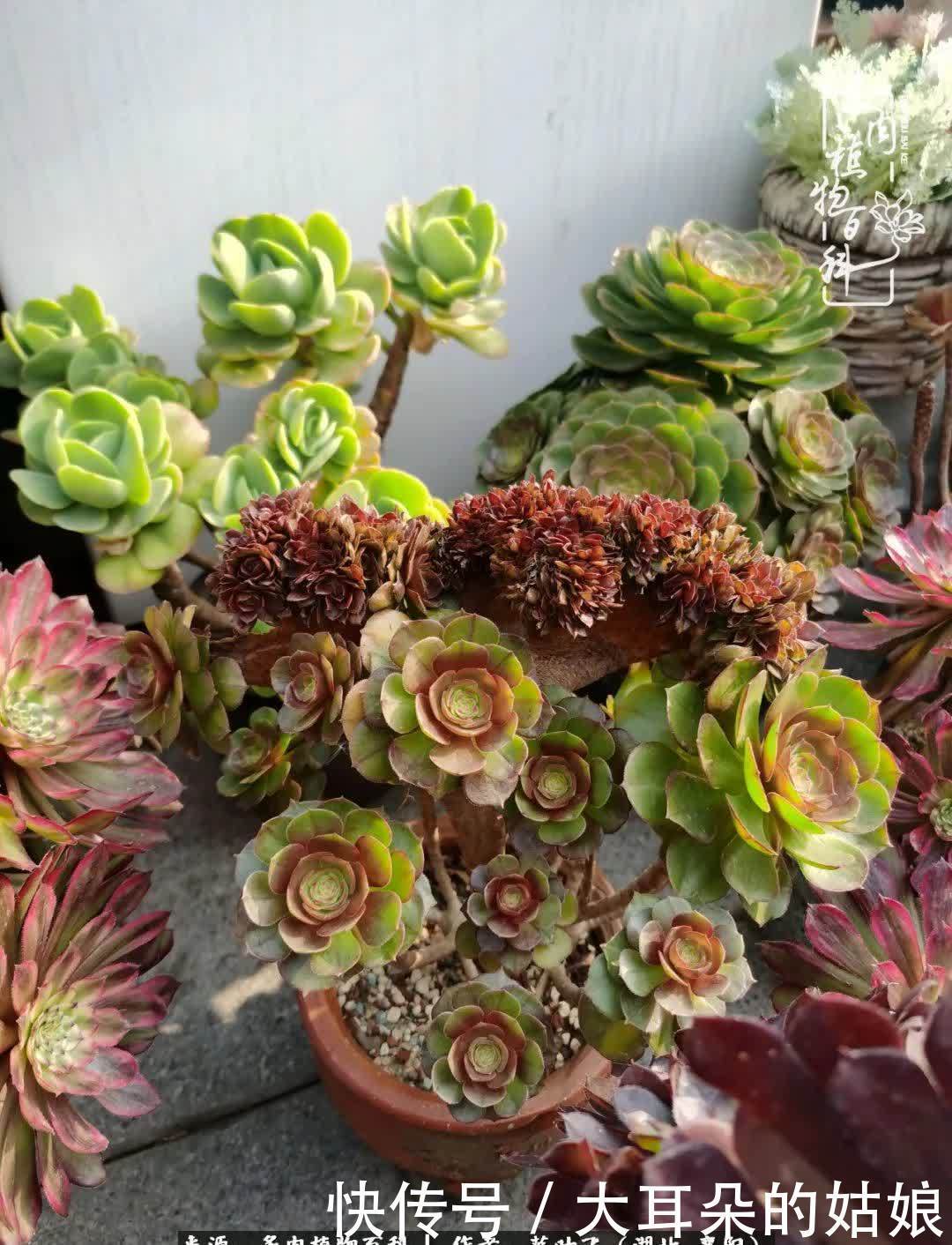 春暖花开,万物复苏,多肉迎来最美时光!