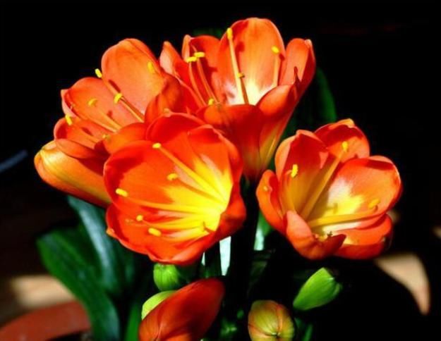  方法|君子兰夹箭，叶子长歪的正确处理方法