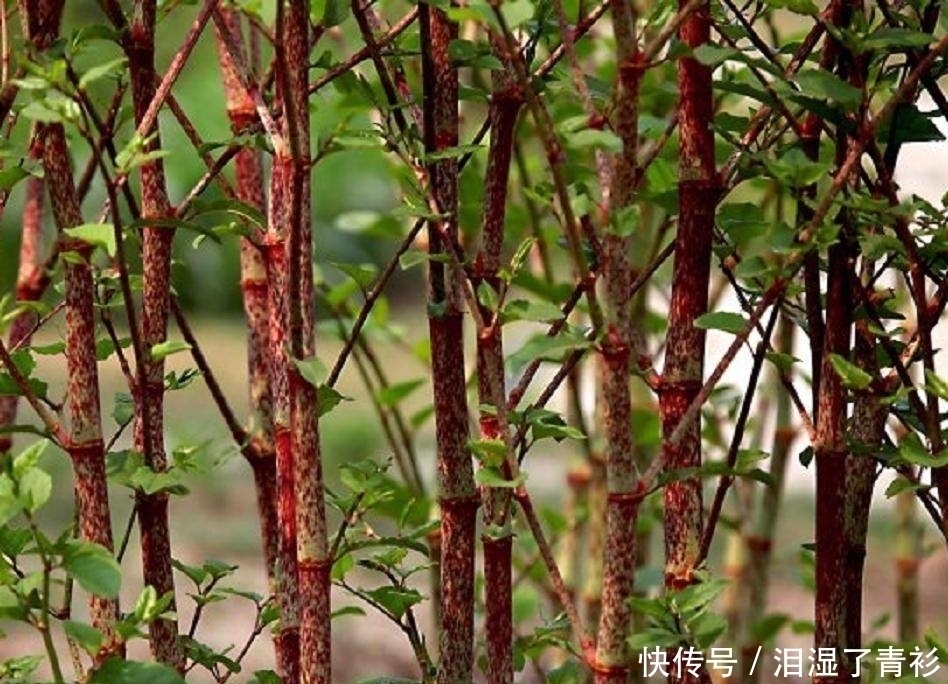 花花|房前屋后看见这草，赶紧连根除掉，要不然有大麻烦！