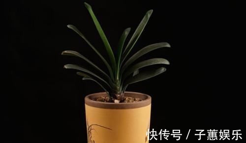 冬季君子兰怎么养?避开4个雷区,生长健壮年年开花!