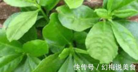 马兰头|冬季女性多吃野菜 具有凉血止血 利湿消肿之功效