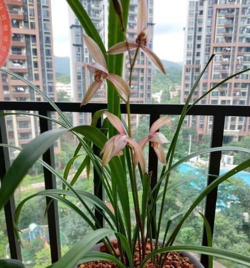 兰花|想养好兰花,下足功夫,掌握方法,长得旺开花多