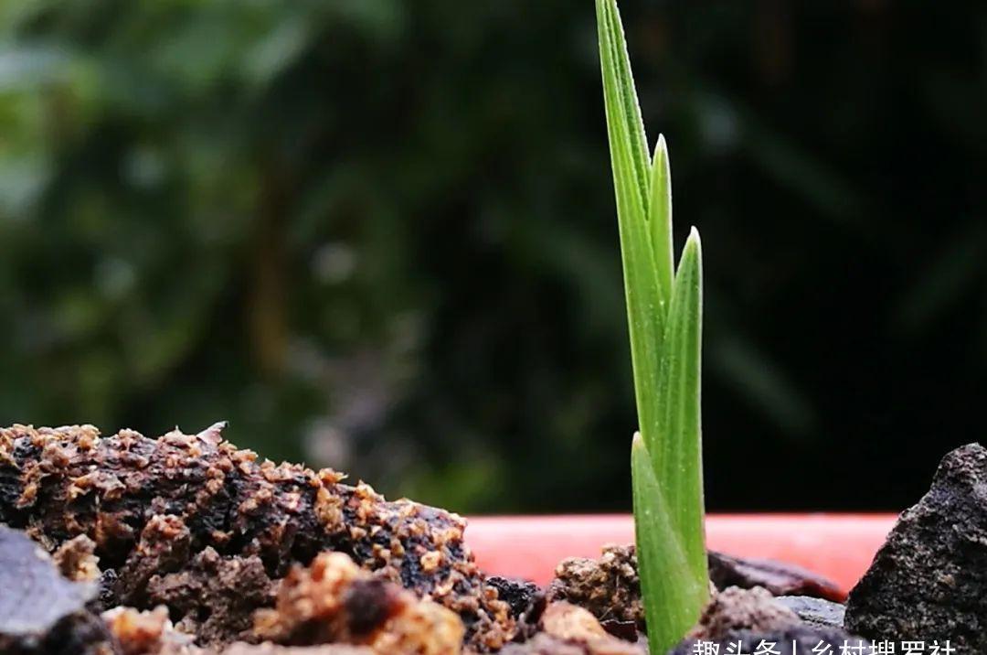 什么是兰花老芦头？如何快速育苗？这样操作，比花钱的营养土更好