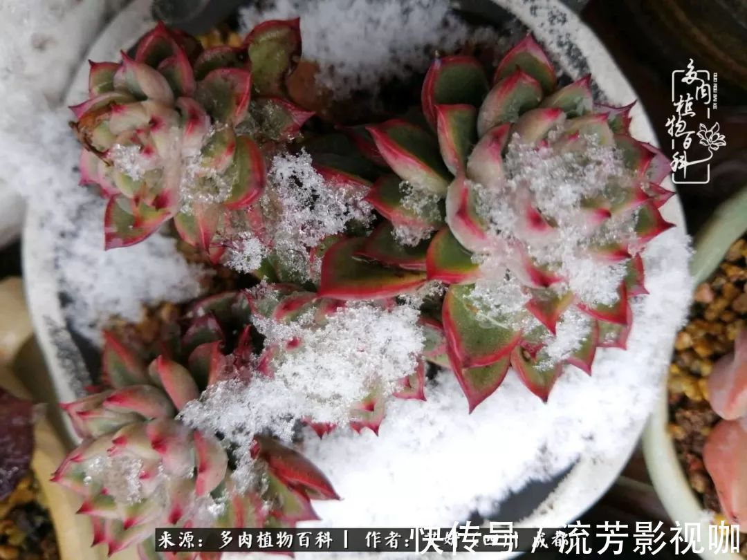 多肉|人生有时候就像多肉,不是不出彩,只是经历的时光还不够!