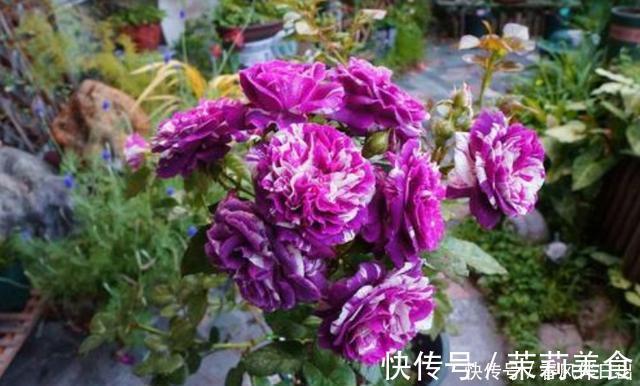 含有|开花植物“促花肥”有3种,植物不同要合理选择,不能盲目使用