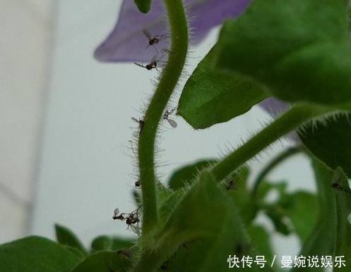 小黑飞|花盆里撒点料,花草再也不长虫,盆栽枝繁叶绿花又多!