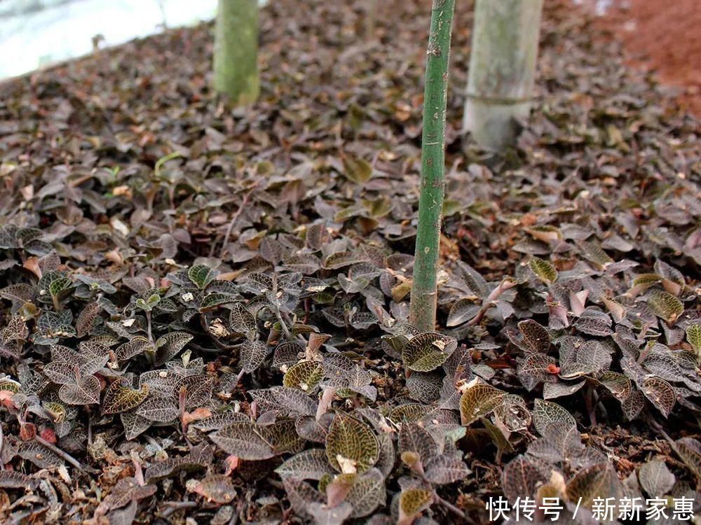 黄金|此草一斤上千元，在民间被誉为“草中黄金”，真有那么神奇吗？