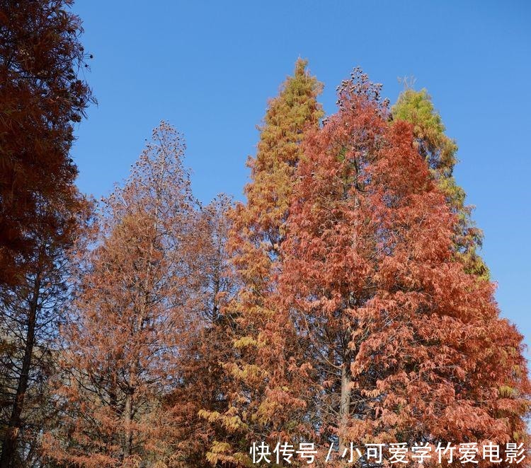 昆明|水杉林里划船，滇池湖畔欣赏睡美人，海洪湿地风景真美！