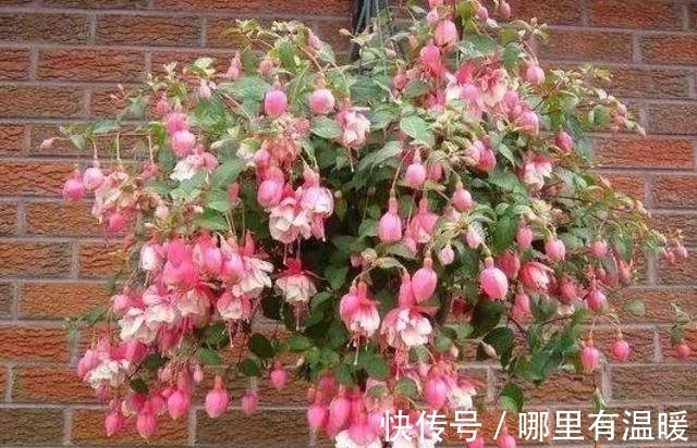 农历十一月大雪后，养什么花？家里养3种花，三阳开泰财源广进