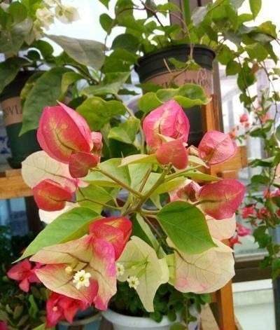 重瓣花中的佼佼者，3种特殊的复色花，开花后实在惊艳夺目