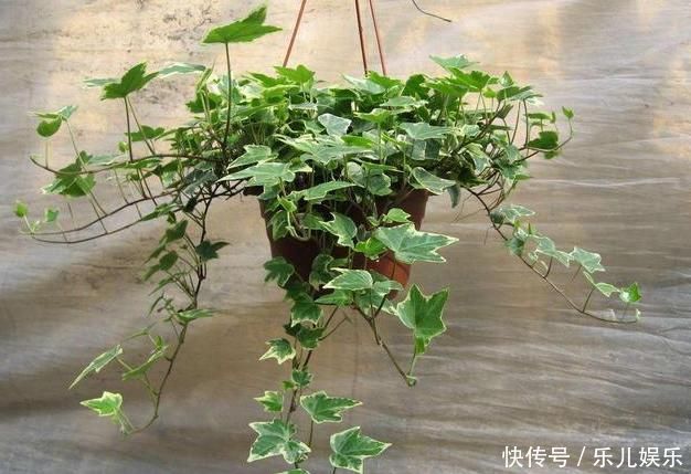 聪明人什么花也不养，却去养这“4种”植物，难怪身体越来越好