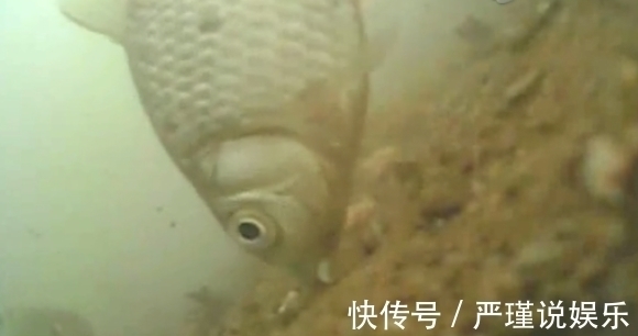 鲤鱼|钓鲫鱼重在“诱”,窝料打太多实属浪费!看老钓友是怎么做的